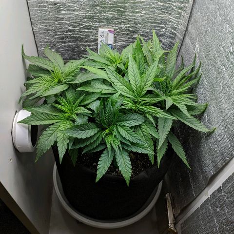 Black Cherry Punch growlog timeline photo
