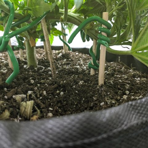 Black Cherry Punch growlog timeline photo