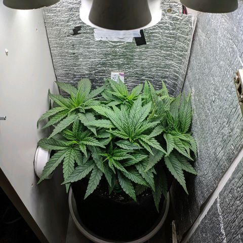Black Cherry Punch growlog timeline photo