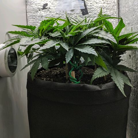Black Cherry Punch growlog timeline photo