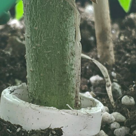 Black Cherry Punch growlog timeline photo