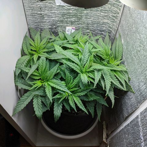 Black Cherry Punch growlog timeline photo
