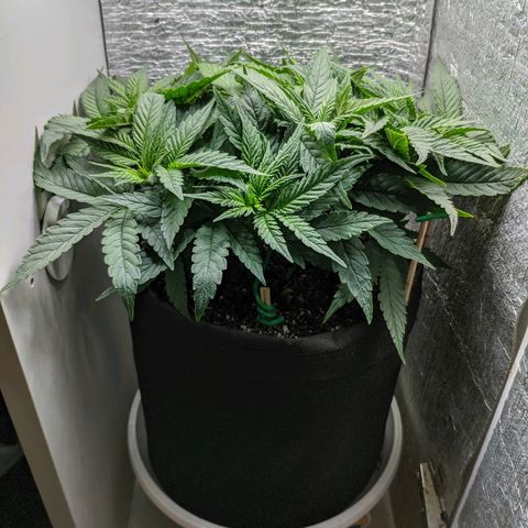 Black Cherry Punch growlog timeline photo