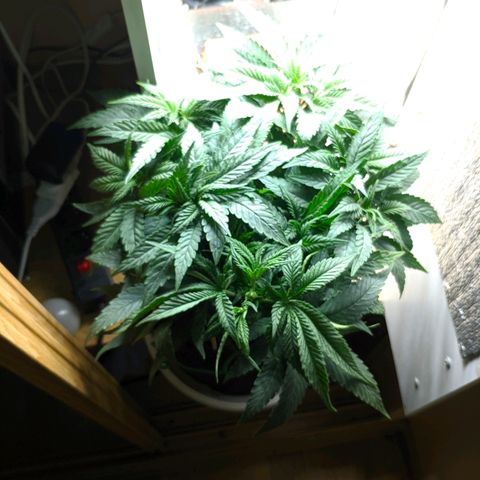 Black Cherry Punch growlog photo: Fim