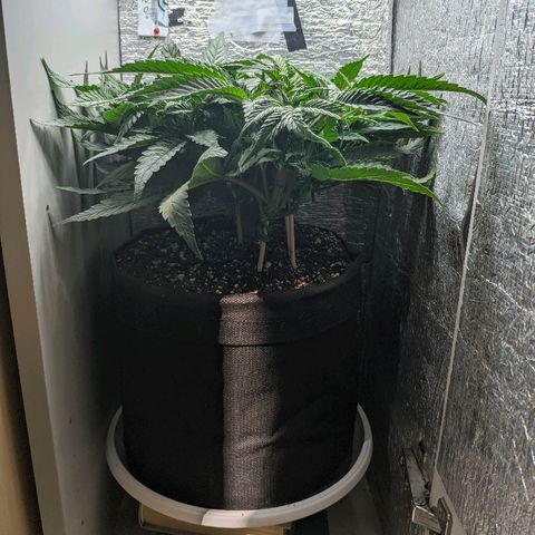 Black Cherry Punch growlog timeline photo