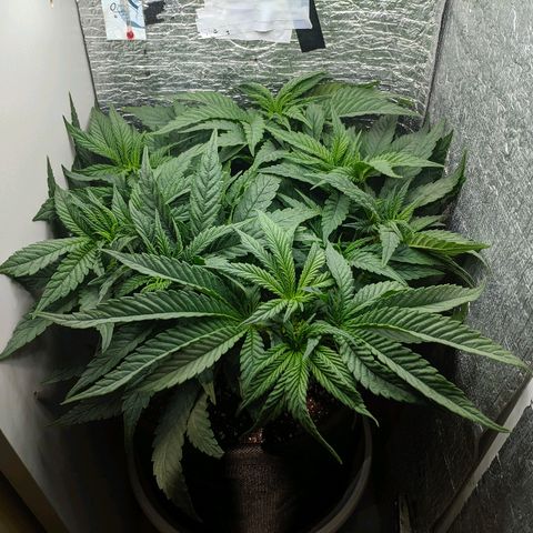 Black Cherry Punch growlog timeline photo