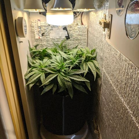 Black Cherry Punch growlog timeline photo