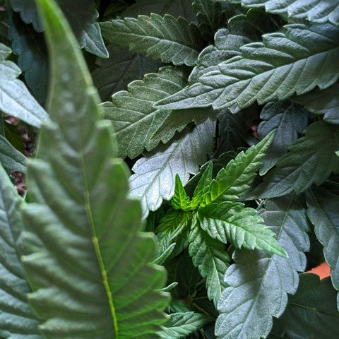 Black Cherry Punch growlog timeline photo