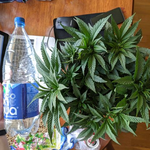 Black Cherry Punch growlog timeline photo