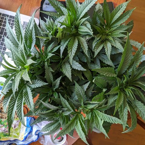 Black Cherry Punch growlog timeline photo