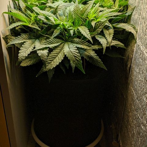 Black Cherry Punch growlog timeline photo