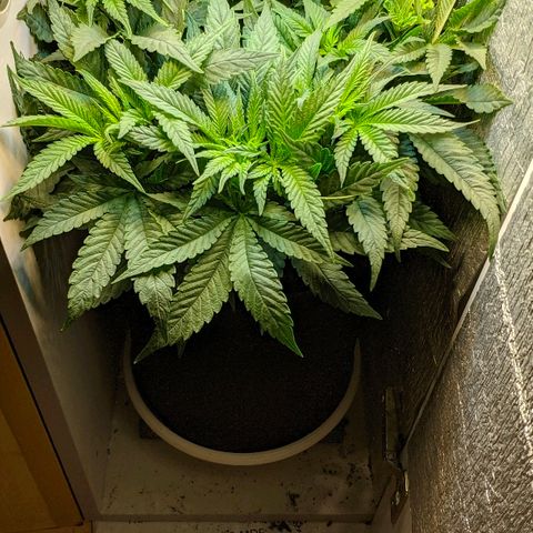 Black Cherry Punch growlog timeline photo