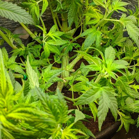 Black Cherry Punch growlog timeline photo