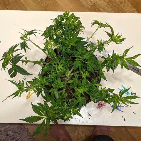 Black Cherry Punch growlog timeline photo