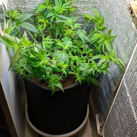 Black Cherry Punch growlog timeline photo