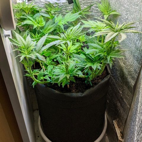 Black Cherry Punch growlog photo: Перед сном