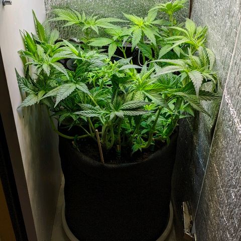 Black Cherry Punch growlog timeline photo