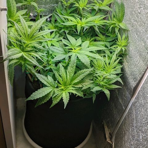 Black Cherry Punch growlog timeline photo