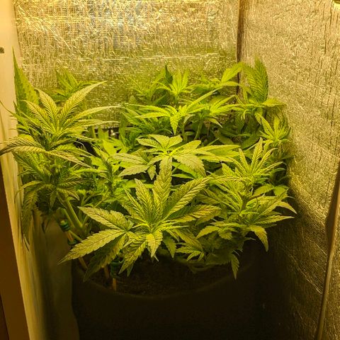 Black Cherry Punch growlog timeline photo