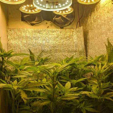 Black Cherry Punch growlog timeline photo