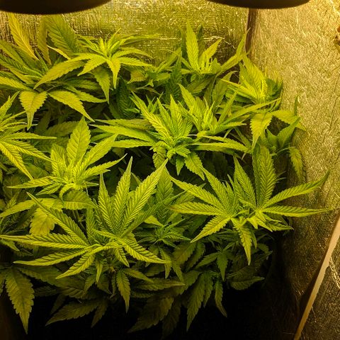 Black Cherry Punch growlog timeline photo