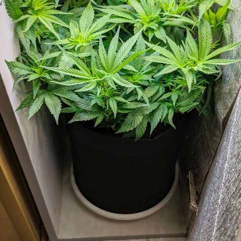 Black Cherry Punch growlog timeline photo
