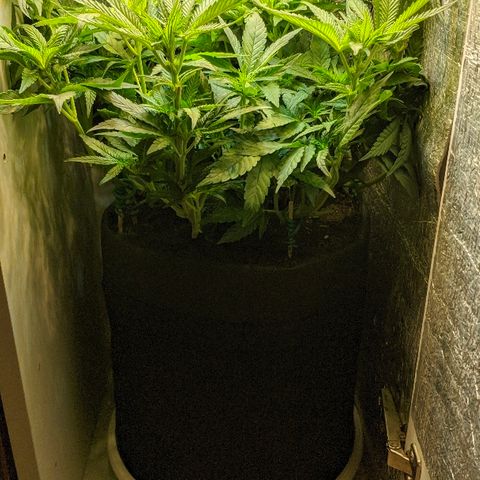 Black Cherry Punch growlog timeline photo