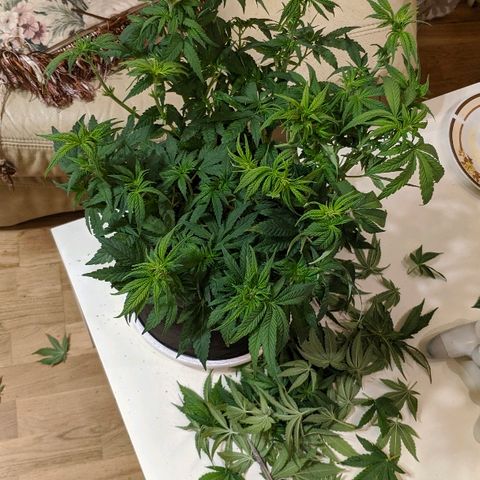 Black Cherry Punch growlog timeline photo