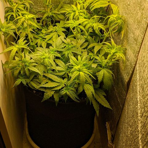 Black Cherry Punch growlog timeline photo