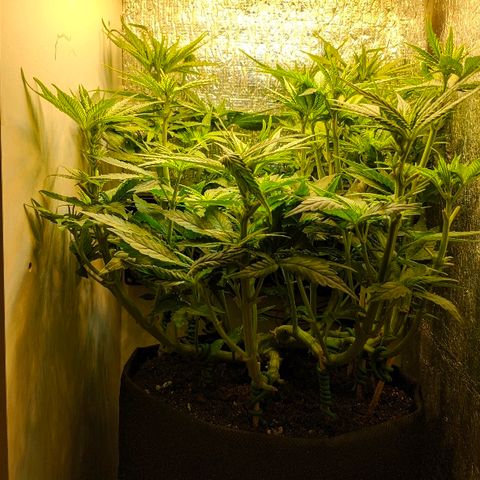 Black Cherry Punch growlog timeline photo