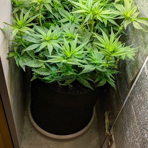 Black Cherry Punch growlog timeline photo