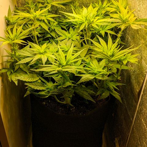 Black Cherry Punch growlog timeline photo