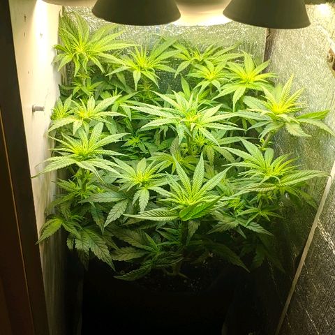 Black Cherry Punch growlog timeline photo