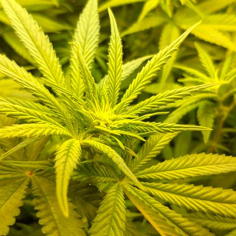 Black Cherry Punch growlog timeline photo