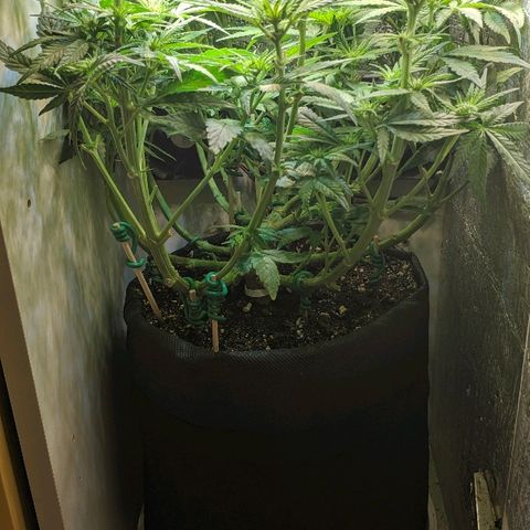 Black Cherry Punch growlog timeline photo