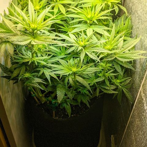 Black Cherry Punch growlog timeline photo
