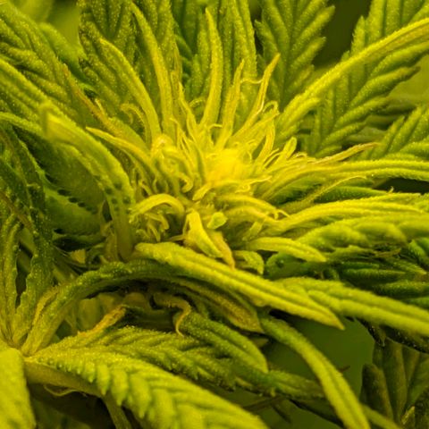 Black Cherry Punch growlog timeline photo
