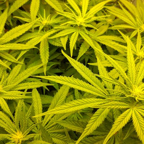 Black Cherry Punch growlog timeline photo