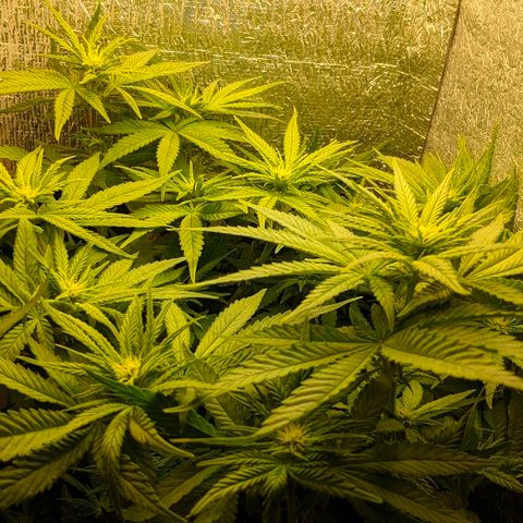 Black Cherry Punch growlog timeline photo