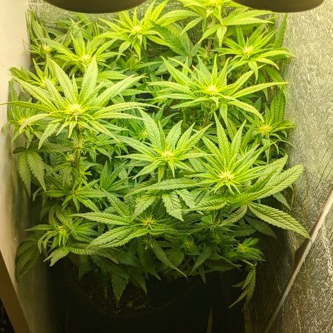 Black Cherry Punch growlog timeline photo