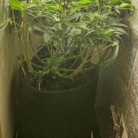 Black Cherry Punch growlog timeline photo