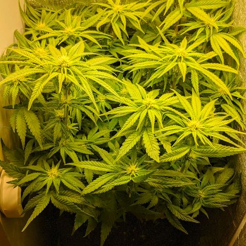 Black Cherry Punch growlog timeline photo