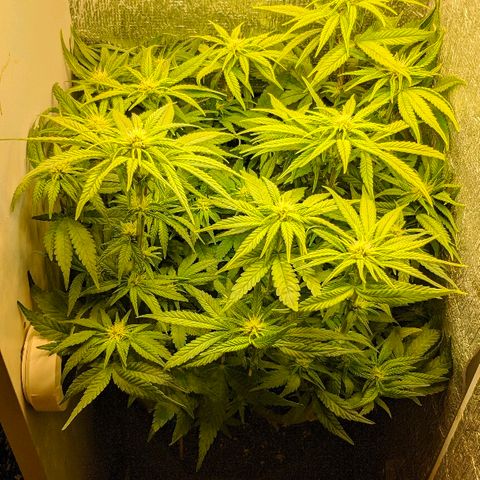 Black Cherry Punch growlog timeline photo