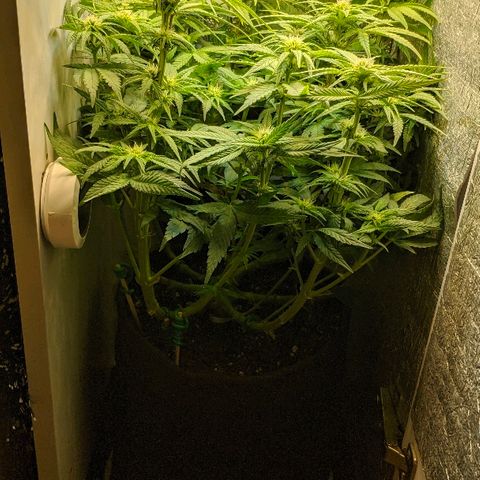 Black Cherry Punch growlog timeline photo