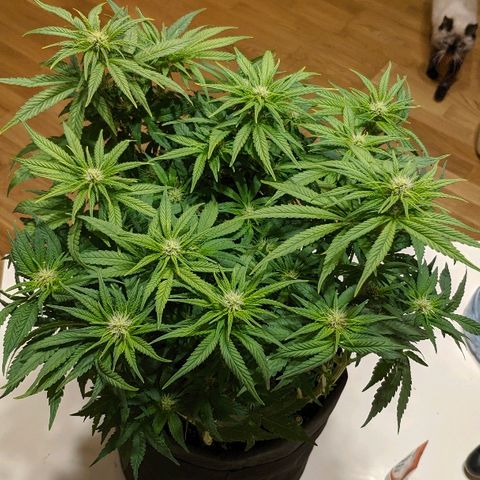 Black Cherry Punch growlog timeline photo
