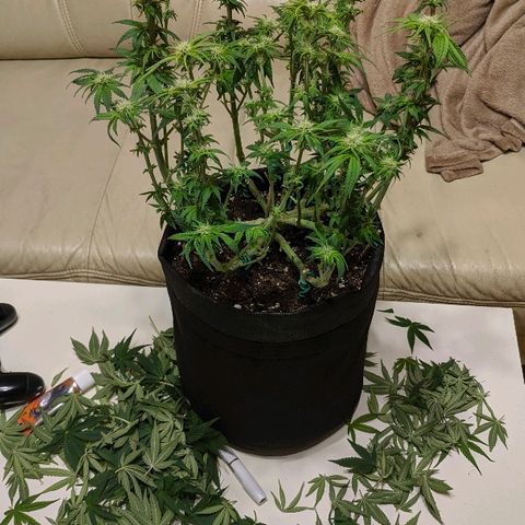 Black Cherry Punch growlog timeline photo