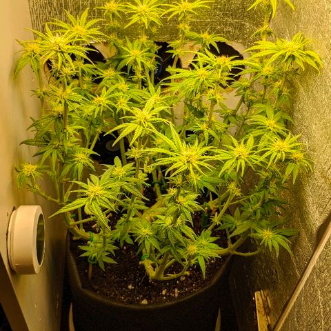 Black Cherry Punch growlog timeline photo