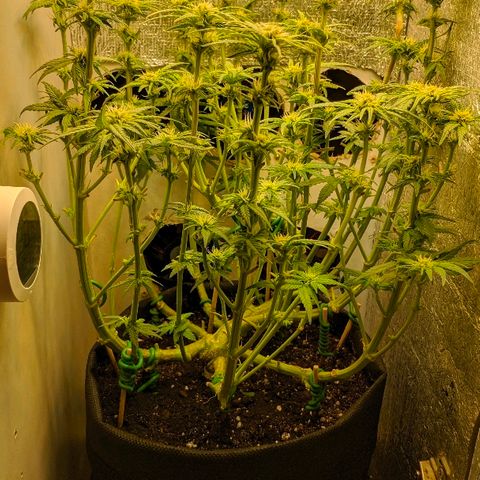 Black Cherry Punch growlog timeline photo