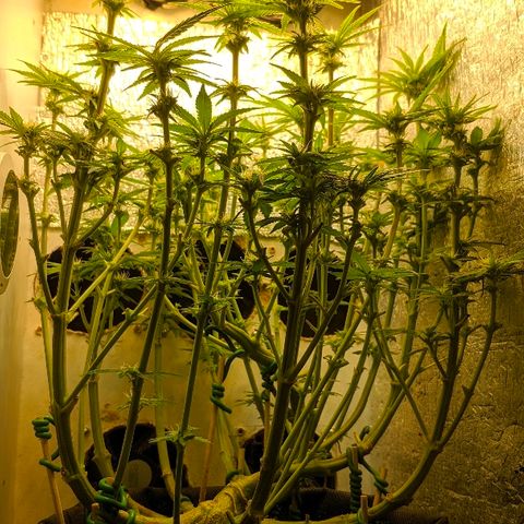 Black Cherry Punch growlog timeline photo