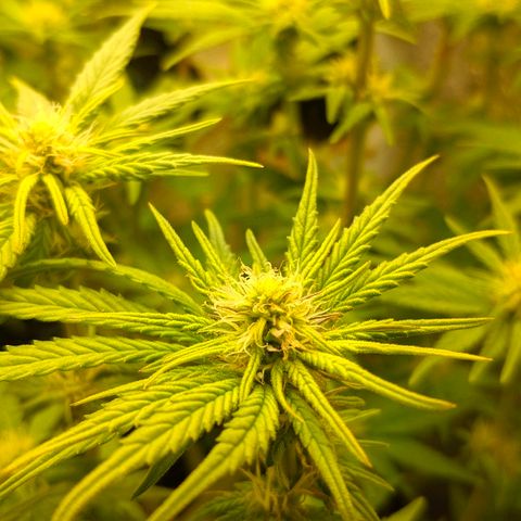 Black Cherry Punch growlog timeline photo